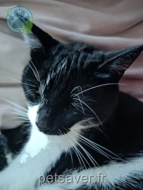 chatte reunited 63200 Riom Mitaine