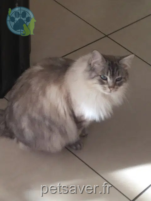 Katze reunited   63400 Chamalières Mous