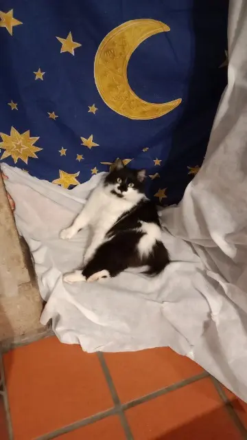 chatte reunited    Mur-sur-Allier Haricotte