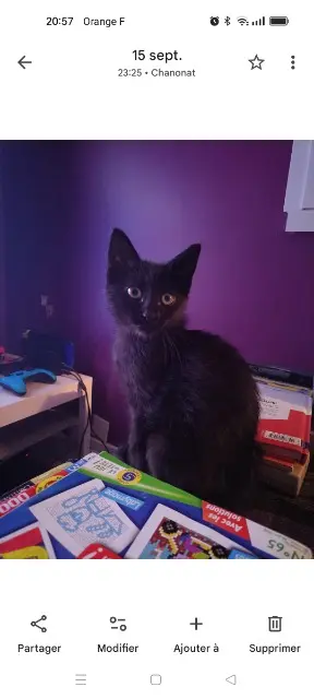 chatte reunited   63450 Chanonat Oréo