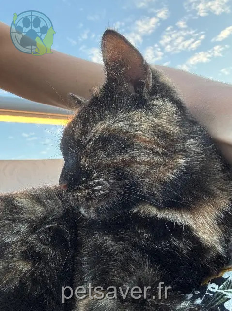 cat reunited 63790 Chambon-sur-Lac Romy