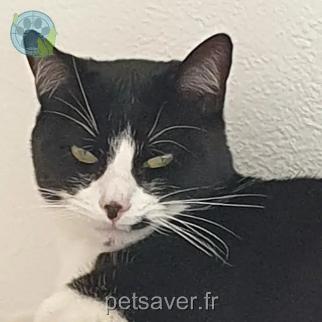 chatte reunited 63110 Beaumont Sissi