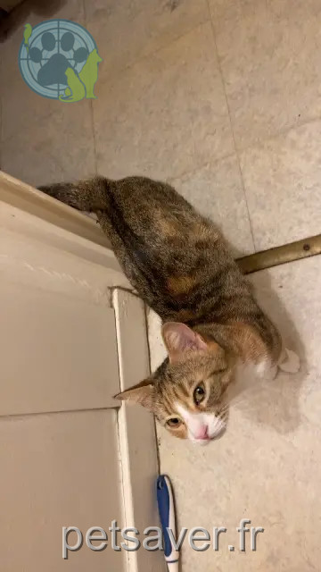 chatte reunited   63200 Riom Snookie