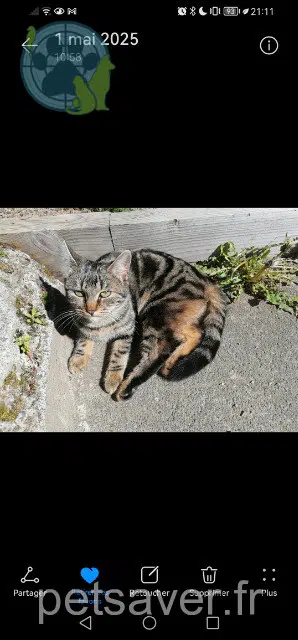 gata reunited   63410 Charbonnières-les-Vieilles Sunny