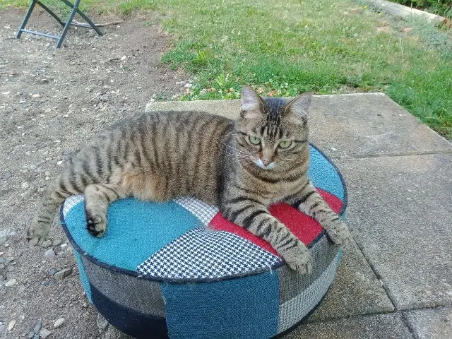 chatte reunited   63200 Yssac-la-Tourette Sérana
