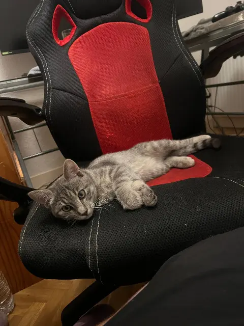 chatte reunited   63410 Charbonnières-les-Varennes Winnie