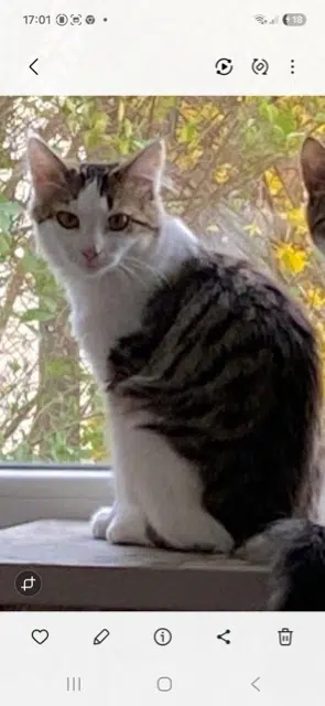 chatte reunited   63370 Lempdes Zaya