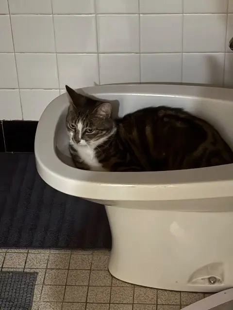 chatte reunited   63500 Issoire Zaza