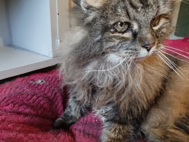 chatte reunited   63830 Nohanent Ziva