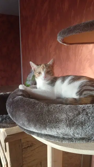 chatte reunited   63350 Maringues Zoya