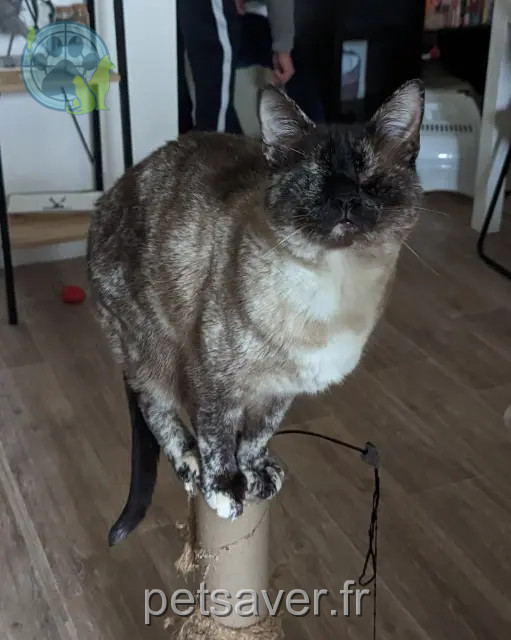 chatte reunited   64240 Bonloc Adorea