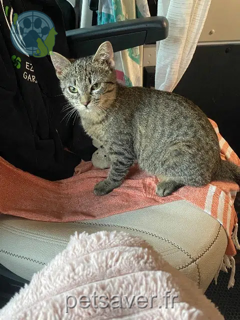 chatte reunited   64200 Biarritz Agui