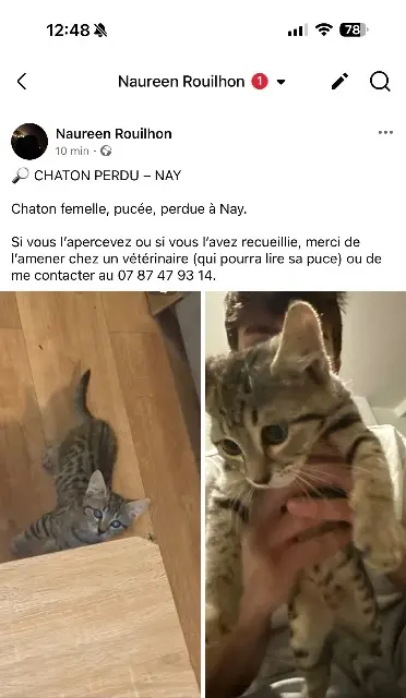 chatte reunited   64800 Nay Athéna