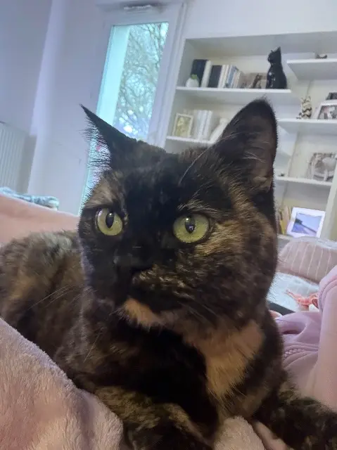 chatte reunited   64200 Bassussarry Bijou