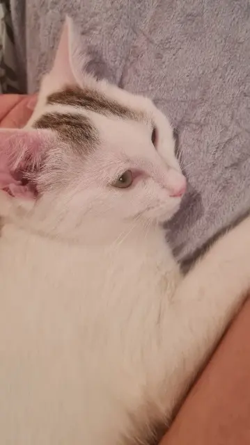 chatte reunited   64300 Mont Biscuit