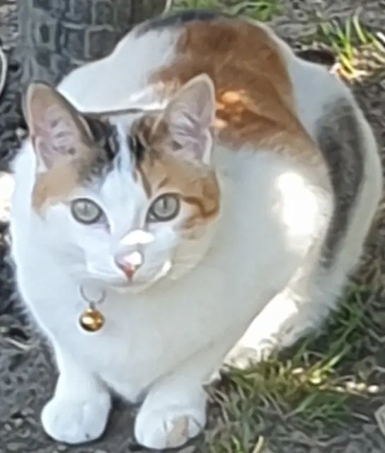 chatte reunited   64140 Lons Charlie