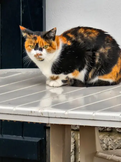 chatte reunited   64500 Saint-Jean-de-Luz ENEA