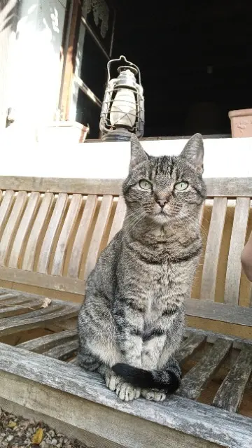 chatte reunited   64150 Mourenx Fifi