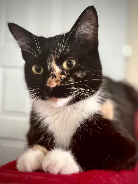 chatte reunited   64500 Ciboure Frimousse