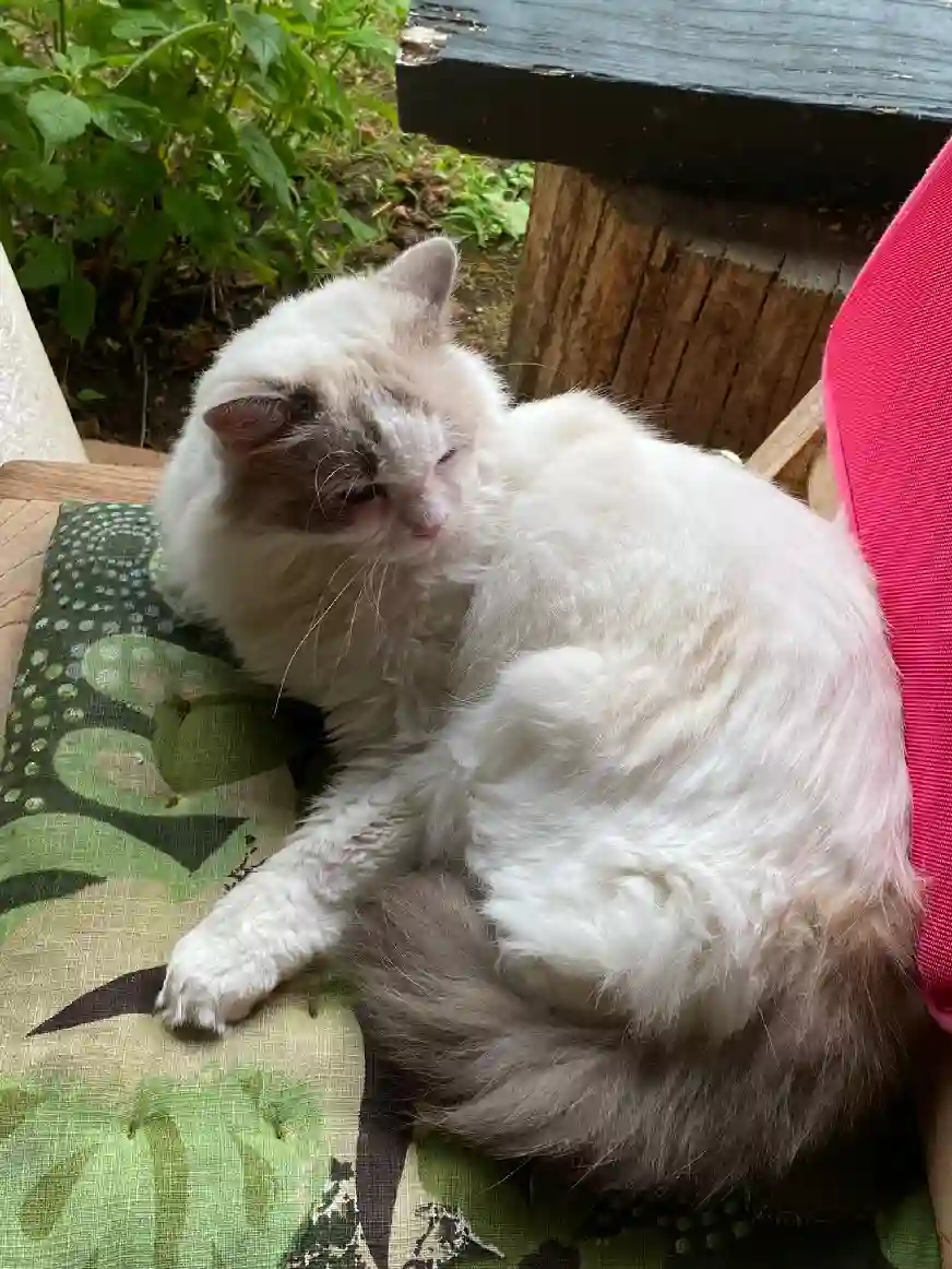 Chatte Trouvée 64 Pyrénées-Atlantiques - Gaia Chatte Trouvée 64 Pyrénées-Atlantiques - Gaia