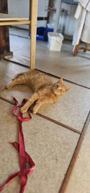 chatte reunited   64700 Hendaye Kira