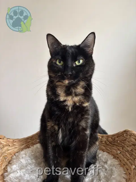 chatte reunited 64140 Billère Luna
