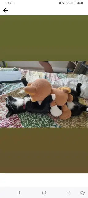 chatte reunited   64230 Sauvagnon Luna