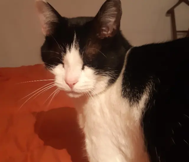chatte reunited   64320 Idron Lune