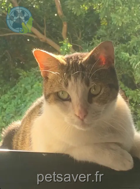 chatte reunited   64160 Ouillon Mimi