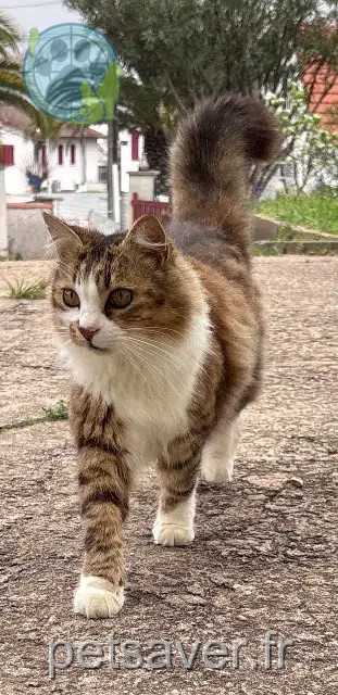 chatte reunited   64600 Anglet Misty