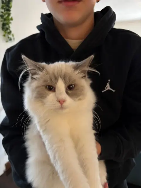 chatte reunited   64200 Biarritz Mushu