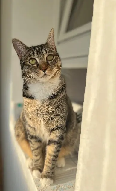 chatte reunited   64210 Bidart Naha