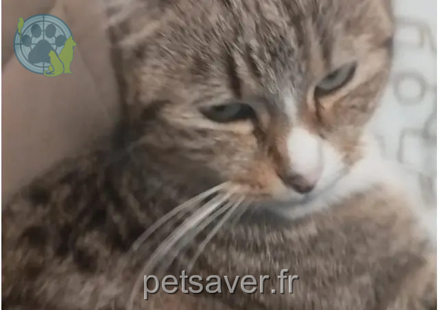 chatte reunited   64230 Sauvagnon Niagara