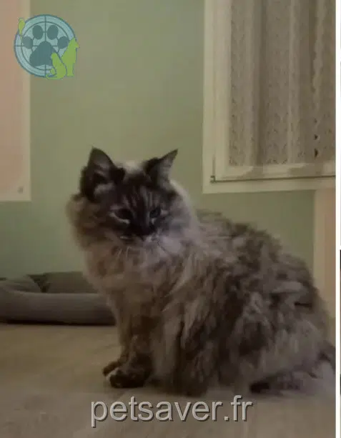 Katze reunited 64340 Boucau Nine