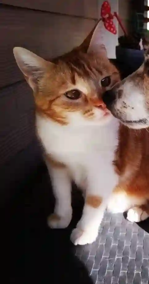 Chatte Trouvée 64 Pyrénées-Atlantiques - Pagaille Chatte Trouvée 64 Pyrénées-Atlantiques - Pagaille