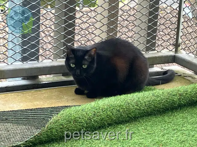 chatte reunited   64000 Pau Khali