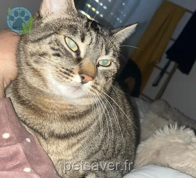 chatte reunited   64000 Pau Paillette