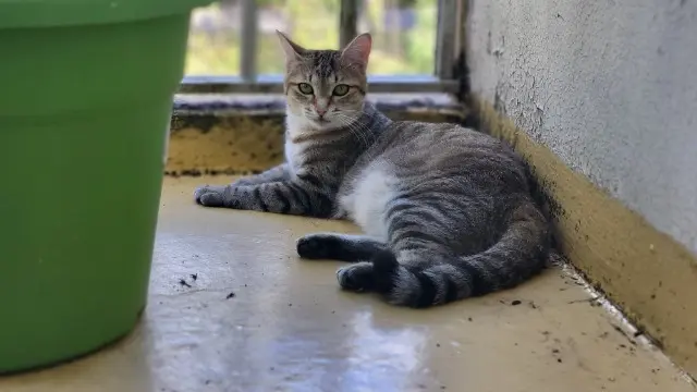 chatte reunited   64000 Pau Vaia