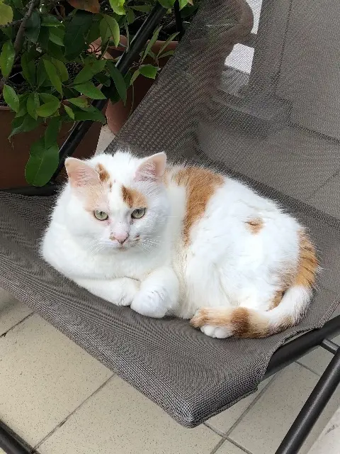 chatte reunited   64600 Anglet Peche