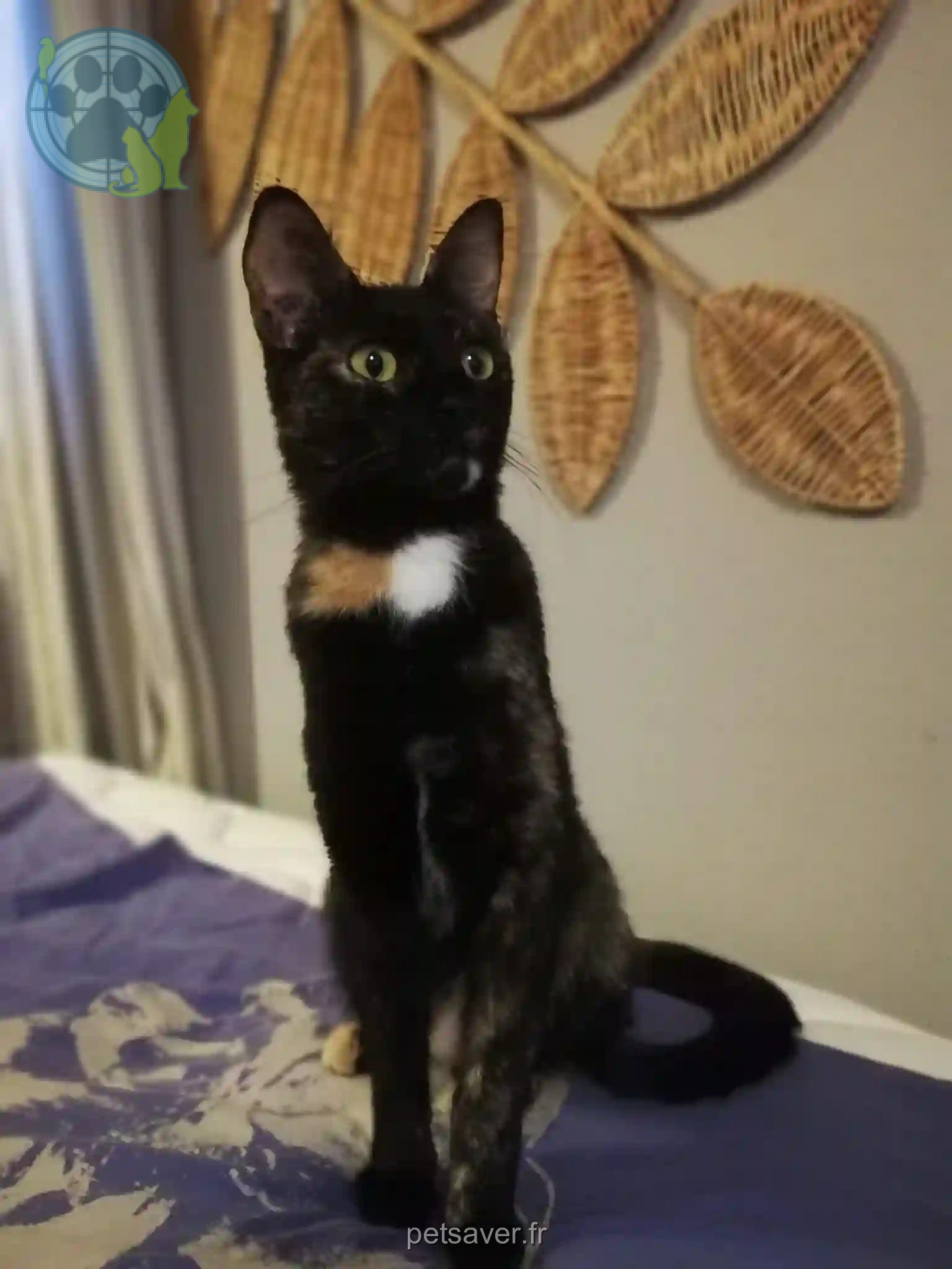 Chatte Trouvée 64 Pyrénées-Atlantiques - Polly Chatte Trouvée 64 Pyrénées-Atlantiques - Polly