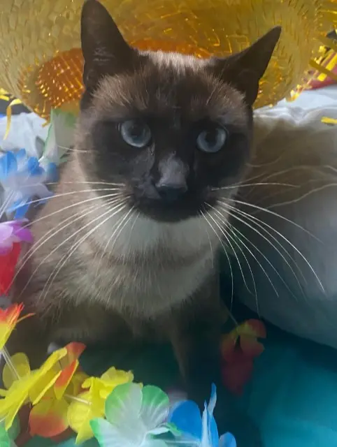 chatte reunited   64200 Biarritz SAFERA