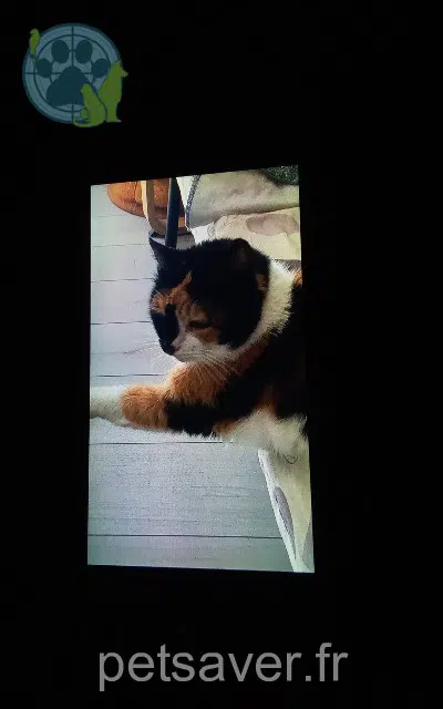 chatte reunited 64320 Lée Samba