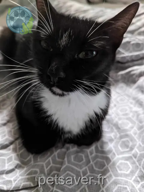 chatte reunited 64210 Bidart Samba