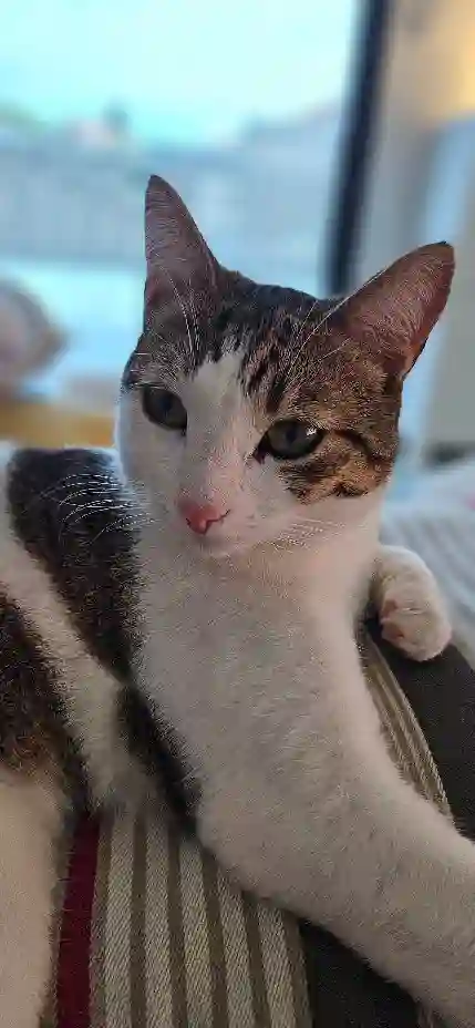 Chatte Trouvée 64 Pyrénées-Atlantiques - Titounette Chatte Trouvée 64 Pyrénées-Atlantiques - Titounette