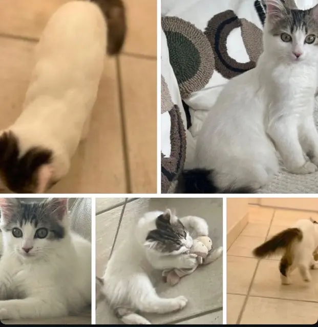 chatte reunited   64360 Abos Zaia