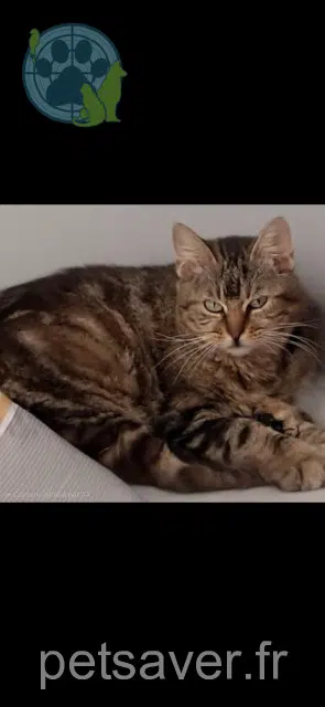 chatte reunited 65290 Juillan Celeste