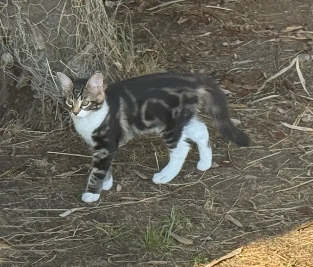chatte reunited   65230 Sariac-Magnoac Choupette