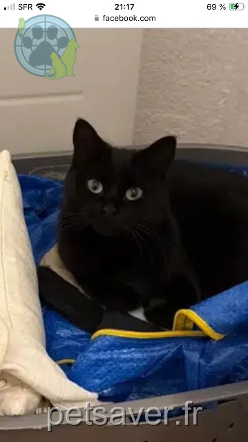 chatte reunited   65320 Bordères-sur-l'Échez Mia