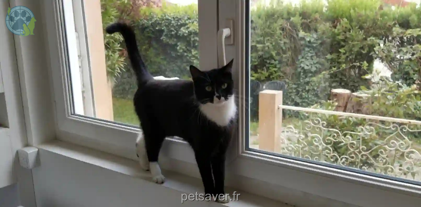 Chatte Trouvée 65 Hautes-Pyrénées - Ophéline Chatte Trouvée 65 Hautes-Pyrénées - Ophéline