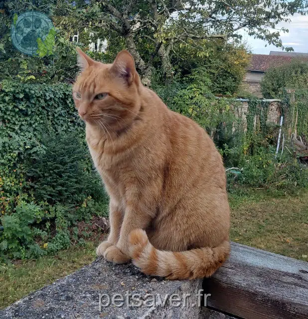 chatte reunited 65200 Bagnères-de-Bigorre Orfée
